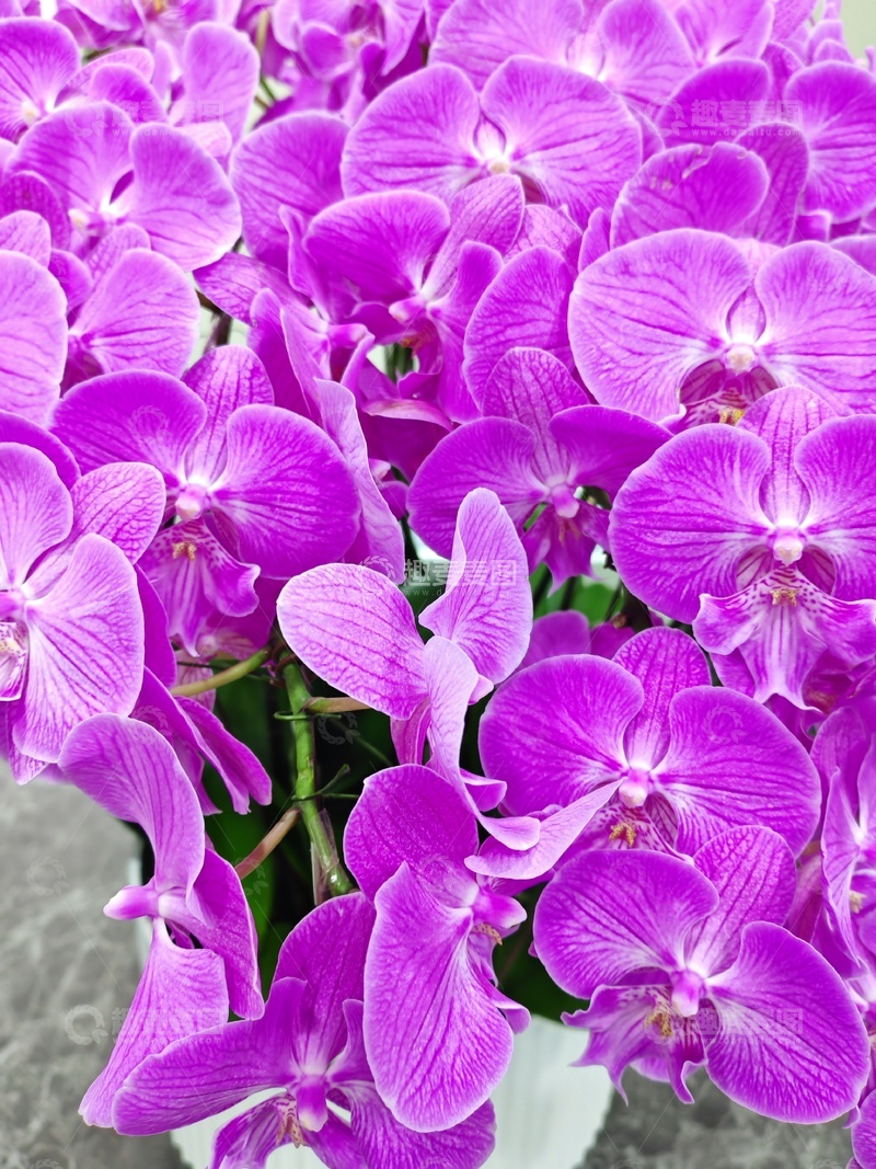 高清大图下载【趣麦麦图】鲜艳兰花盛开摄影图片