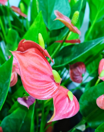 鲜艳红掌花特写绿植