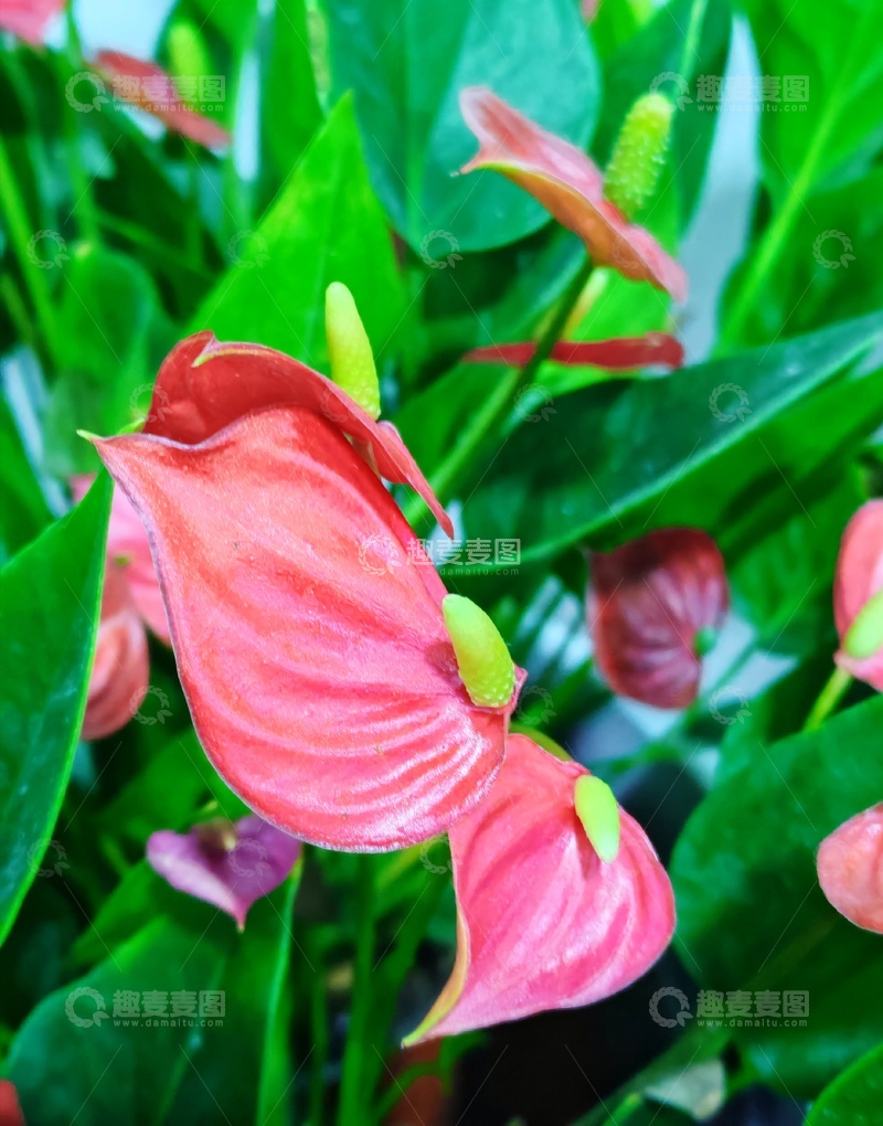高清大图下载【趣麦麦图】鲜艳红掌花特写绿植