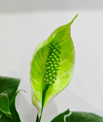 清新绿叶植物特写摄影