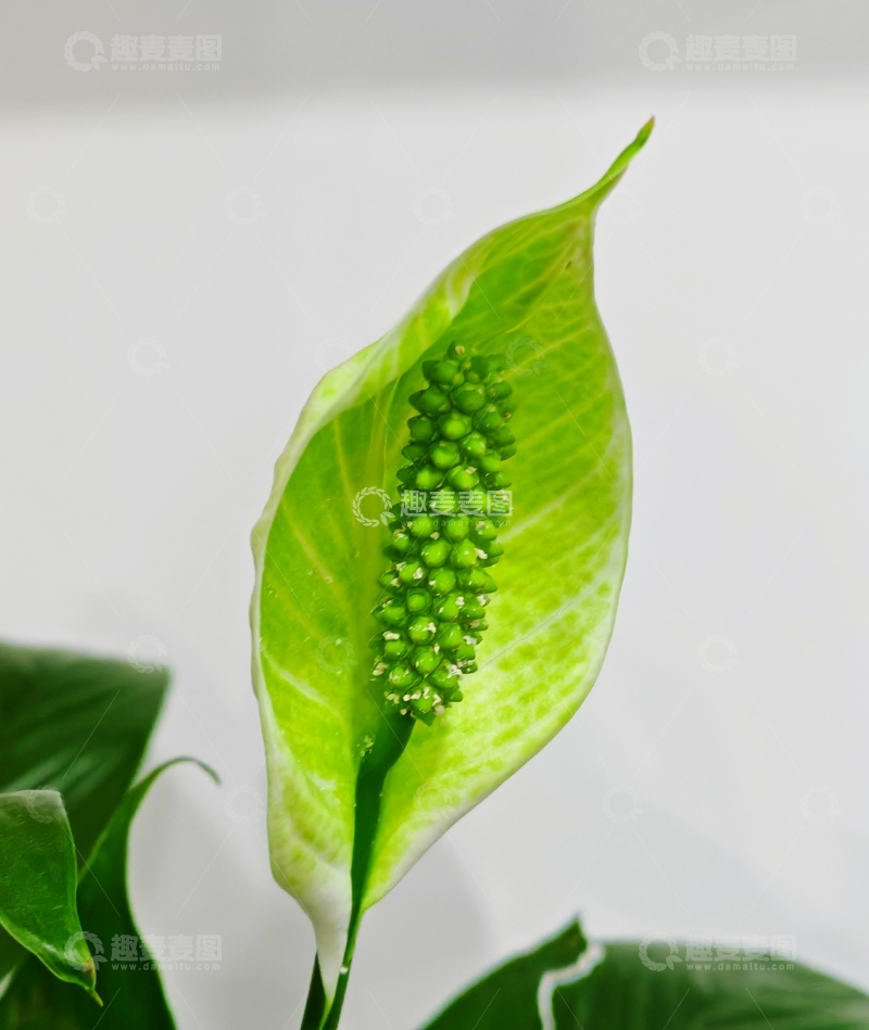 高清大图下载【趣麦麦图】-清新绿叶植物特写摄影