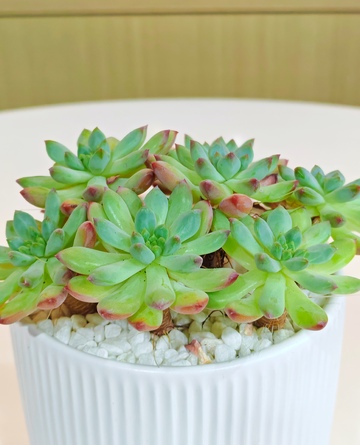 多肉植物盆栽静物摄影