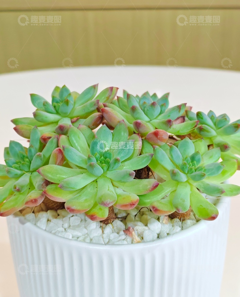 高清大图下载【趣麦麦图】多肉植物盆栽静物摄影