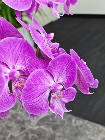 紫色兰花特写花卉摄影