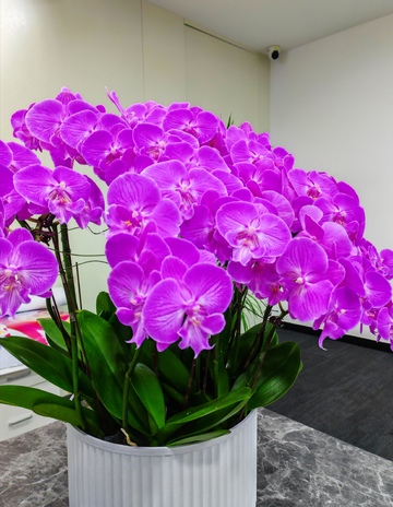 鲜艳兰花室内装饰盆栽