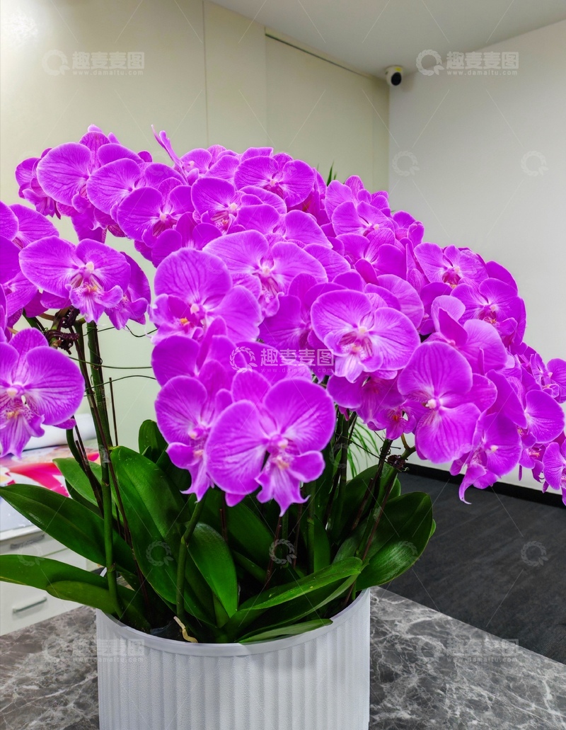 高清大图下载【趣麦麦图】鲜艳兰花室内装饰盆栽
