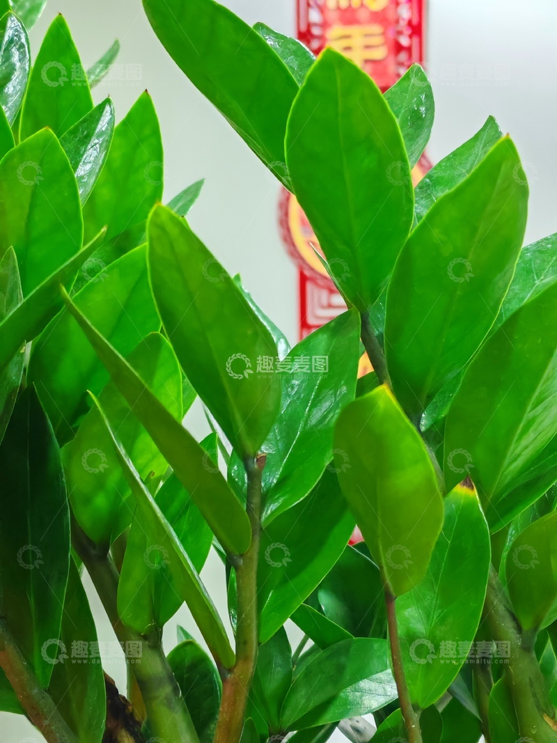 高清大图下载【趣麦麦图】-绿意盎然金钱树盆栽