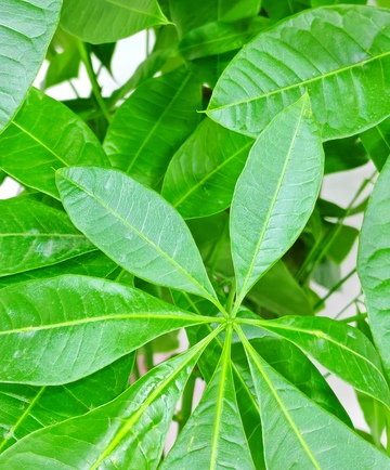 清新绿叶植物特写摄影