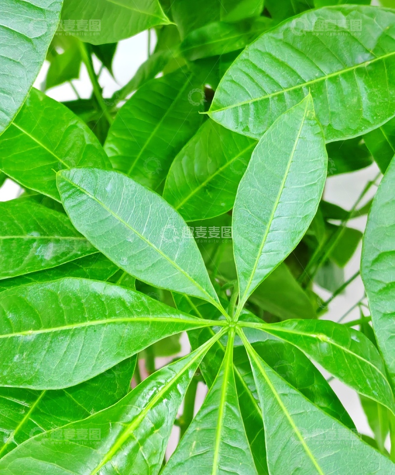 高清大图下载【趣麦麦图】清新绿叶植物特写摄影