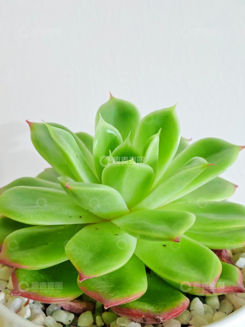 高清大图下载【趣麦麦图】绿色多肉植物盆栽特写