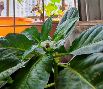 阳台绿植开花美景摄影