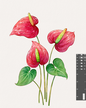 水彩红掌花卉插画设计素材