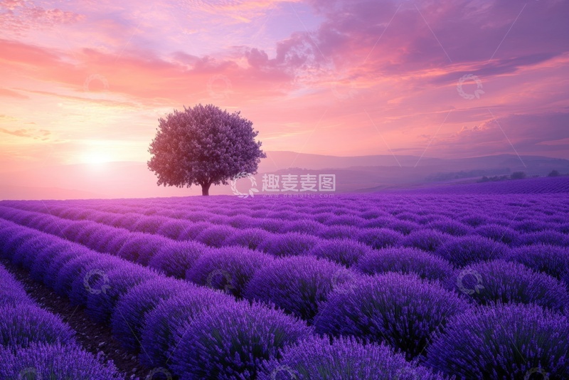 高清大图下载【趣麦麦图】一望无际的紫色薰衣草花田