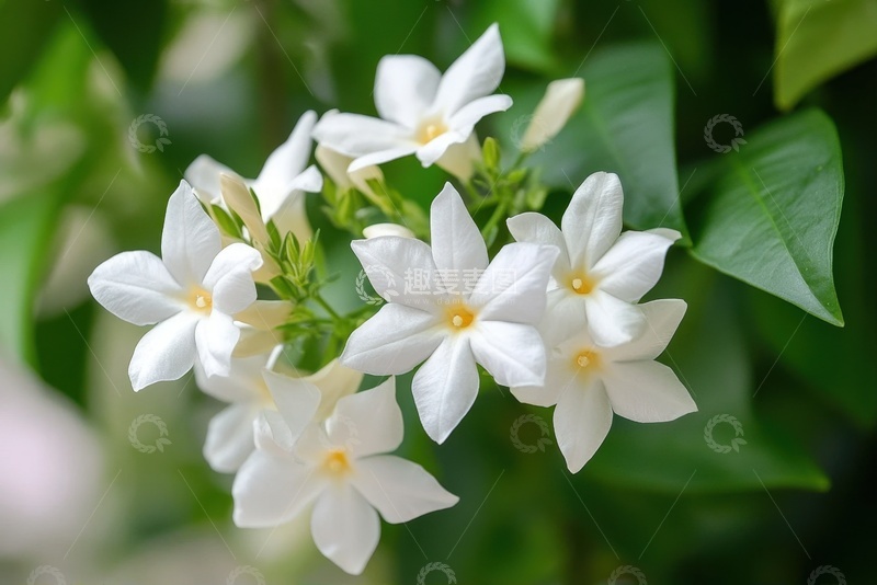 高清大图下载【趣麦麦图】盛开的白色小花朵