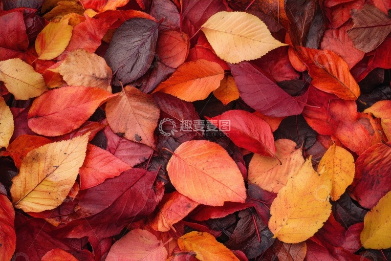 高清大图下载【趣麦麦图】满地的红色落叶