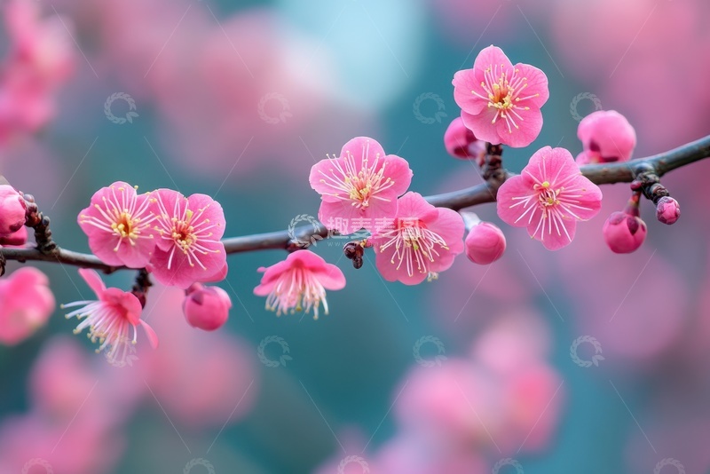 高清大图下载【趣麦麦图】盛开的桃花花枝特写摄影