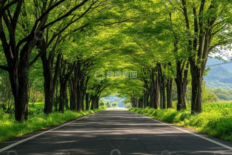 高清大图下载【趣麦麦图】公路两边种植的绿色大树