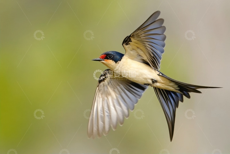 高清大图下载【趣麦麦图】飞翔的一只小燕子