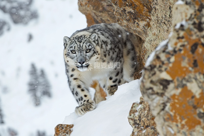 高清大图下载【趣麦麦图】雪地上行走的一只雪豹