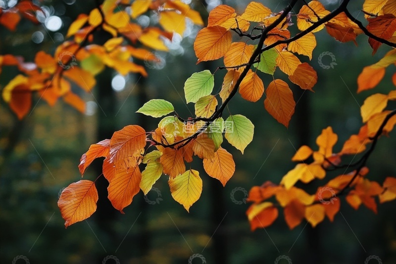 高清大图下载【趣麦麦图】秋季枯黄的树叶树枝