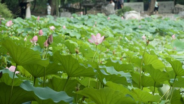 近春园荷花池