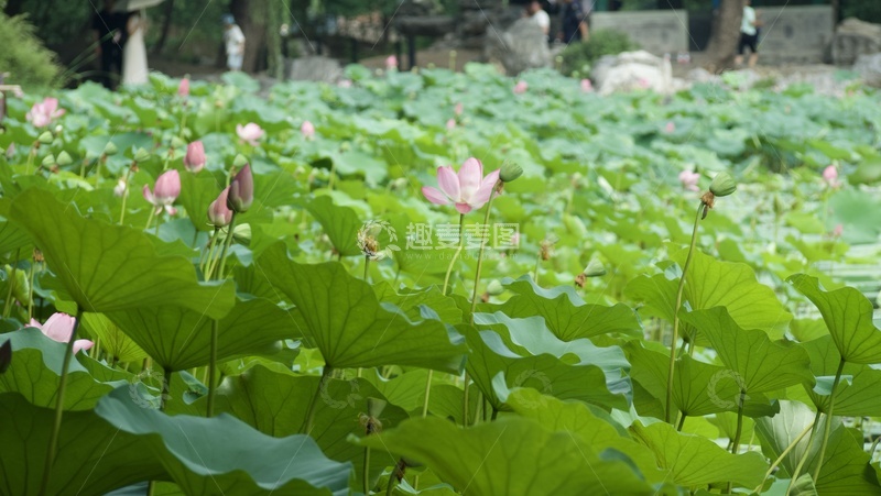 高清大图下载【趣麦麦图】-近春园荷花池