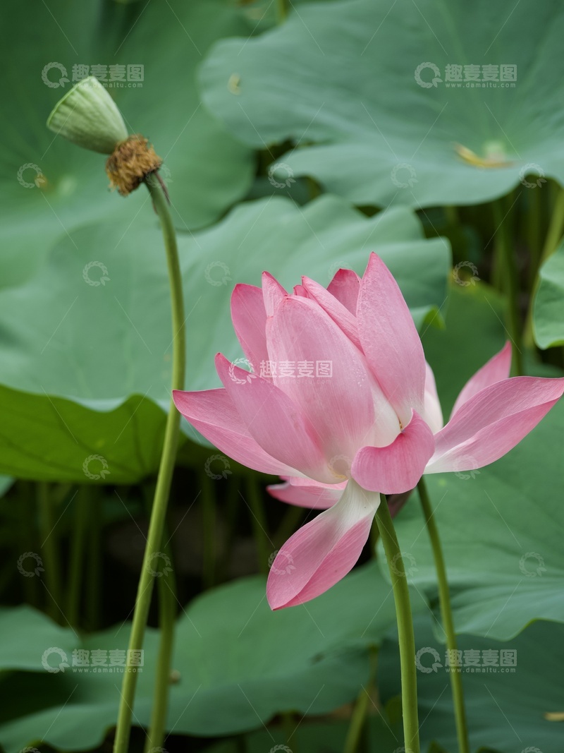 高清大图下载【趣麦麦图】近春园荷花和莲蓬