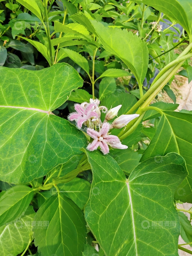 高清大图下载【趣麦麦图】绿意盎然粉花绽放