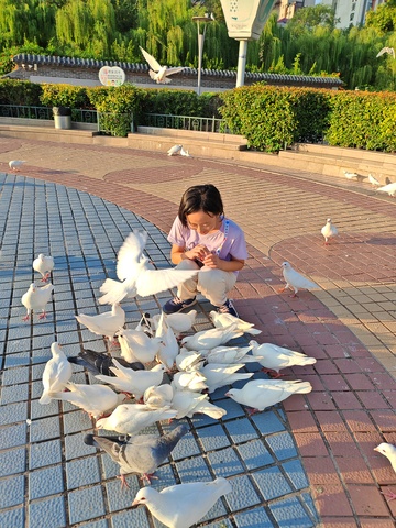 公园喂鸽小女孩户外场景