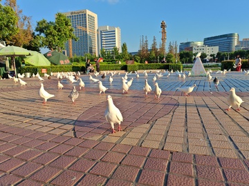 城市广场白鸽飞舞