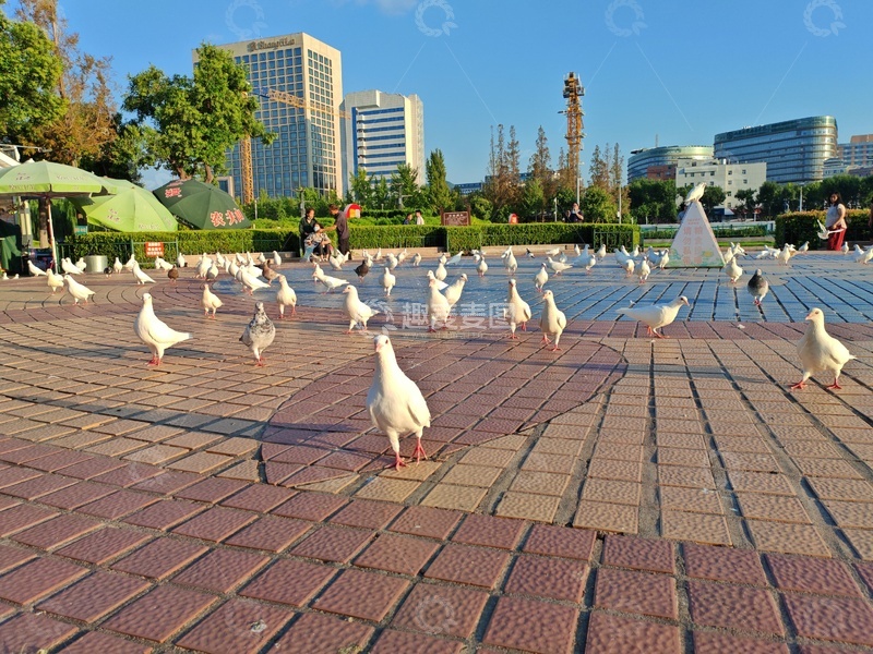高清大图下载【趣麦麦图】城市广场白鸽飞舞