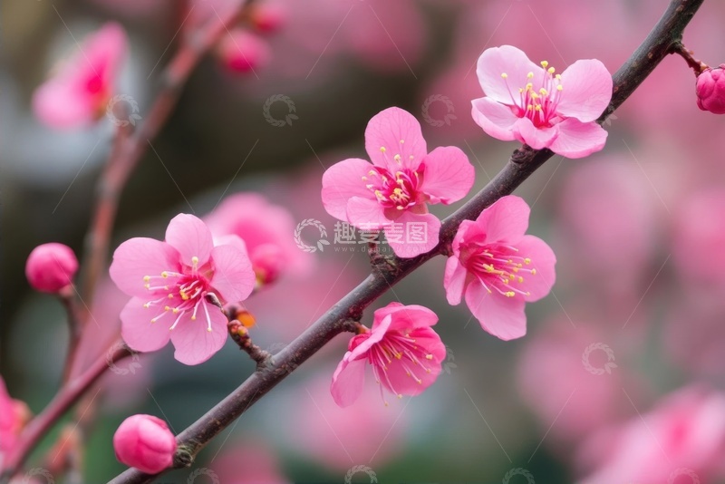 高清大图下载【趣麦麦图】盛开的粉色桃花花卉