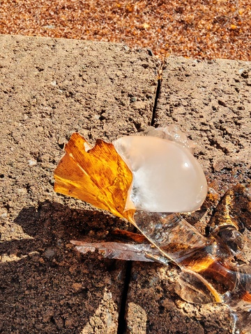 琥珀色秋叶冻珠景观