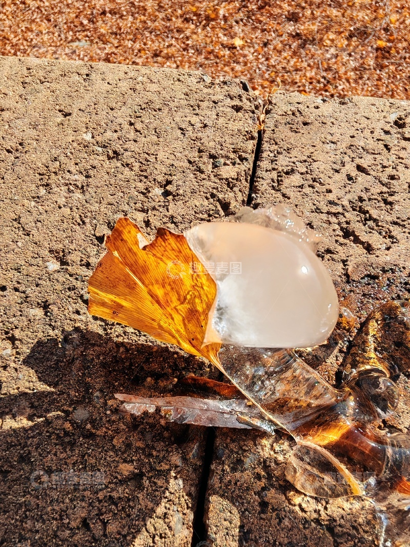 高清大图下载【趣麦麦图】琥珀色秋叶冻珠景观