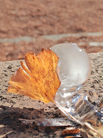 冰与叶的交响曲