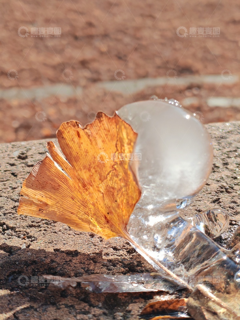 高清大图下载【趣麦麦图】冰与叶的交响曲