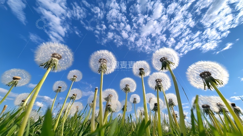 高清大图下载【趣麦麦图】蒲公英蓝天草地风光摄影图片
