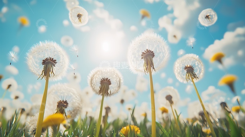 高清大图下载【趣麦麦图】蒲公英田野春光美景摄影图片
