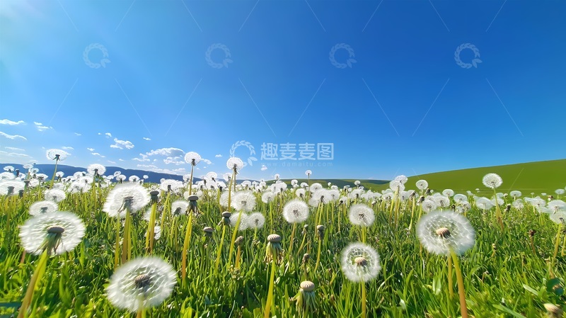 高清大图下载【趣麦麦图】蒲公英田野风光自然摄影图片