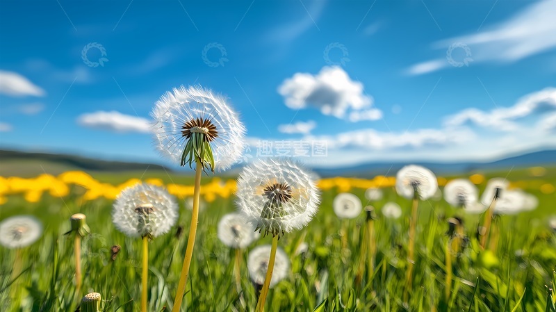 高清大图下载【趣麦麦图】春意盎然蒲公英田野风光