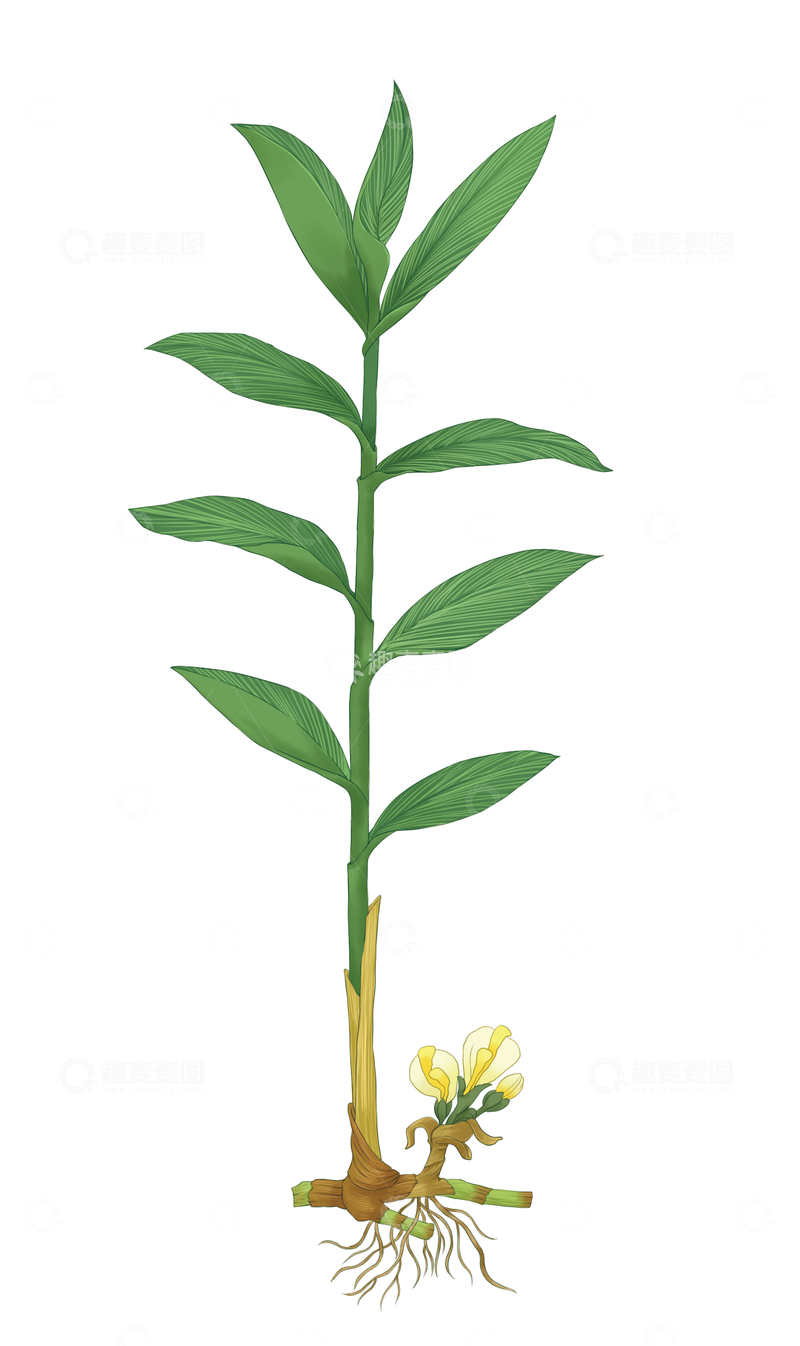 源文件下载【趣麦麦图】砂仁单株植物插画素材