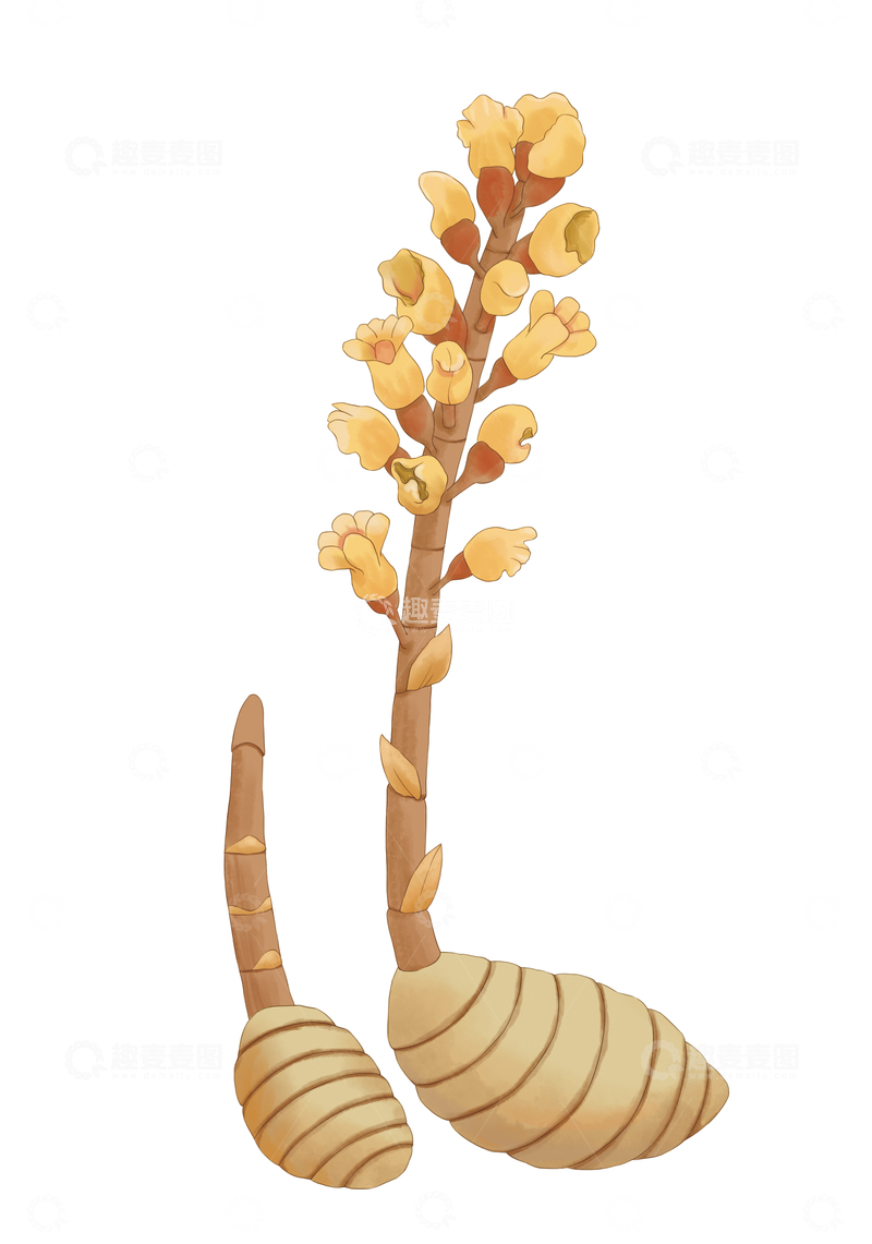 源文件下载【趣麦麦图】天麻手绘中药材天麻插画素材