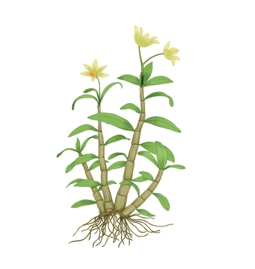 铁皮石斛手绘黄花朵绿植插画