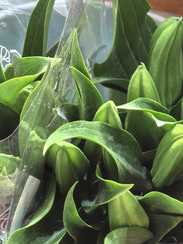 绿意盎然植物盆栽近景摄影