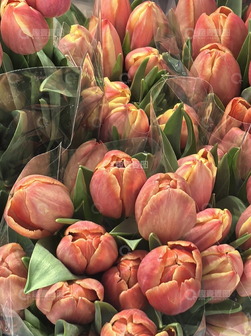高清大图下载【趣麦麦图】郁金香鲜花包装特写摄影