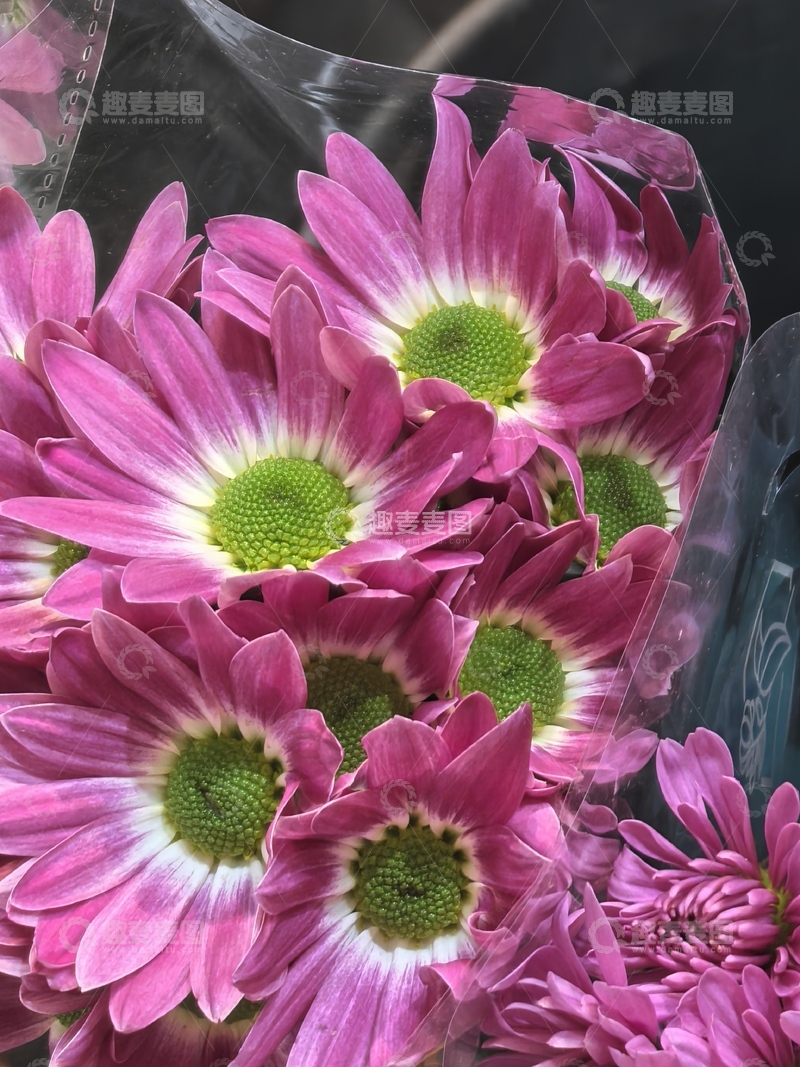 高清大图下载【趣麦麦图】鲜艳菊花盛开美景摄影