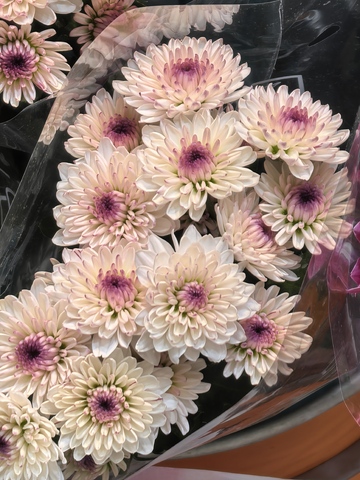 淡雅菊花花束摄影