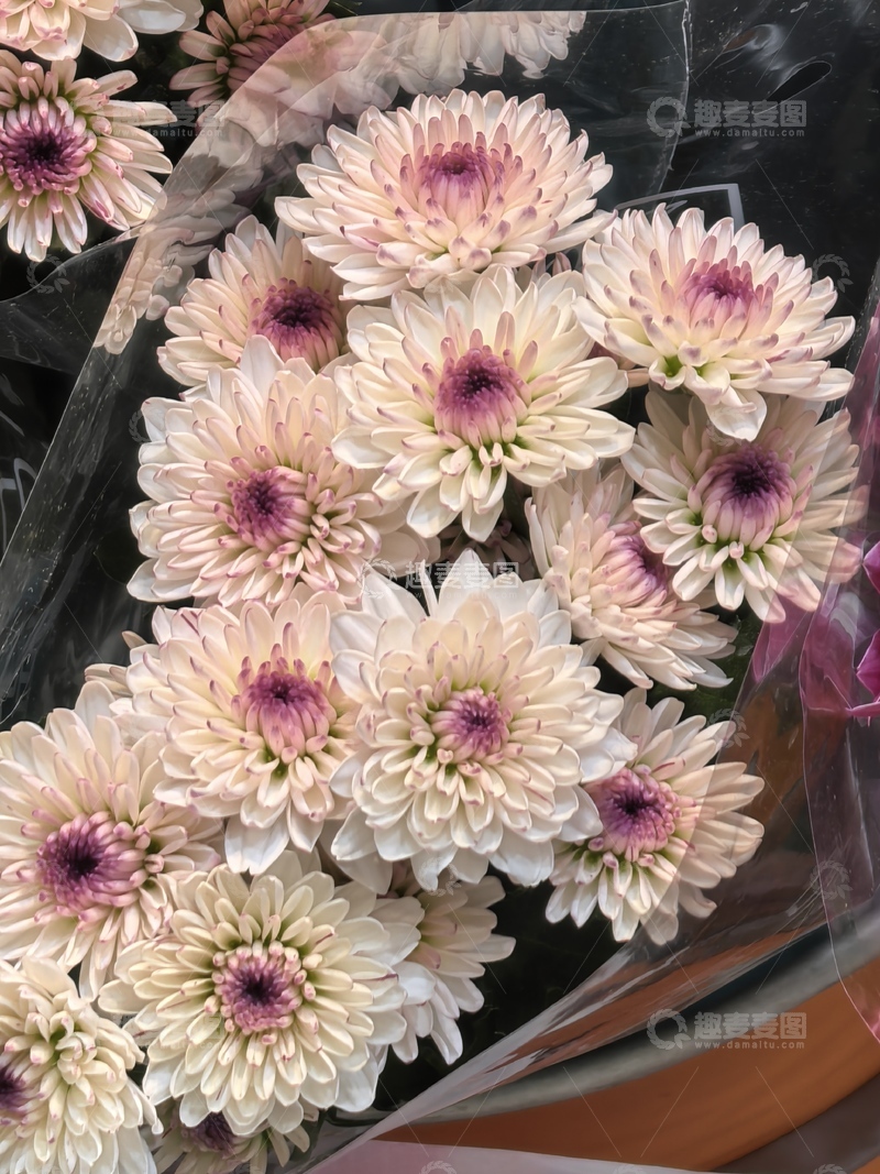 高清大图下载【趣麦麦图】淡雅菊花花束摄影