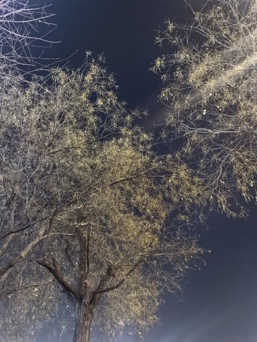 夜色树木光影摄影