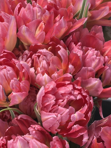 郁金香盛开艳丽花卉摄影